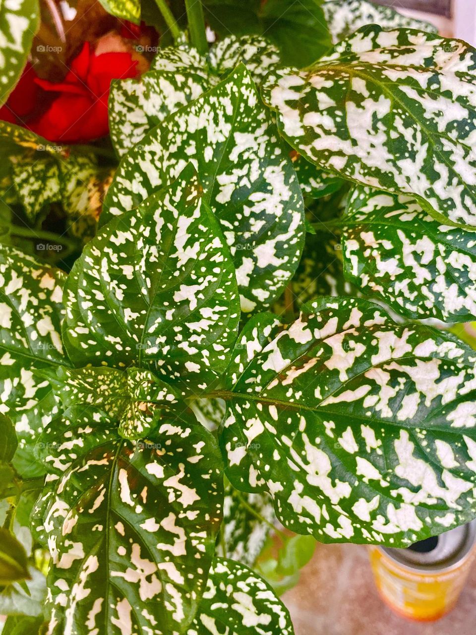 A vibrant green and white garden plant with a hint of red flower in the background. 