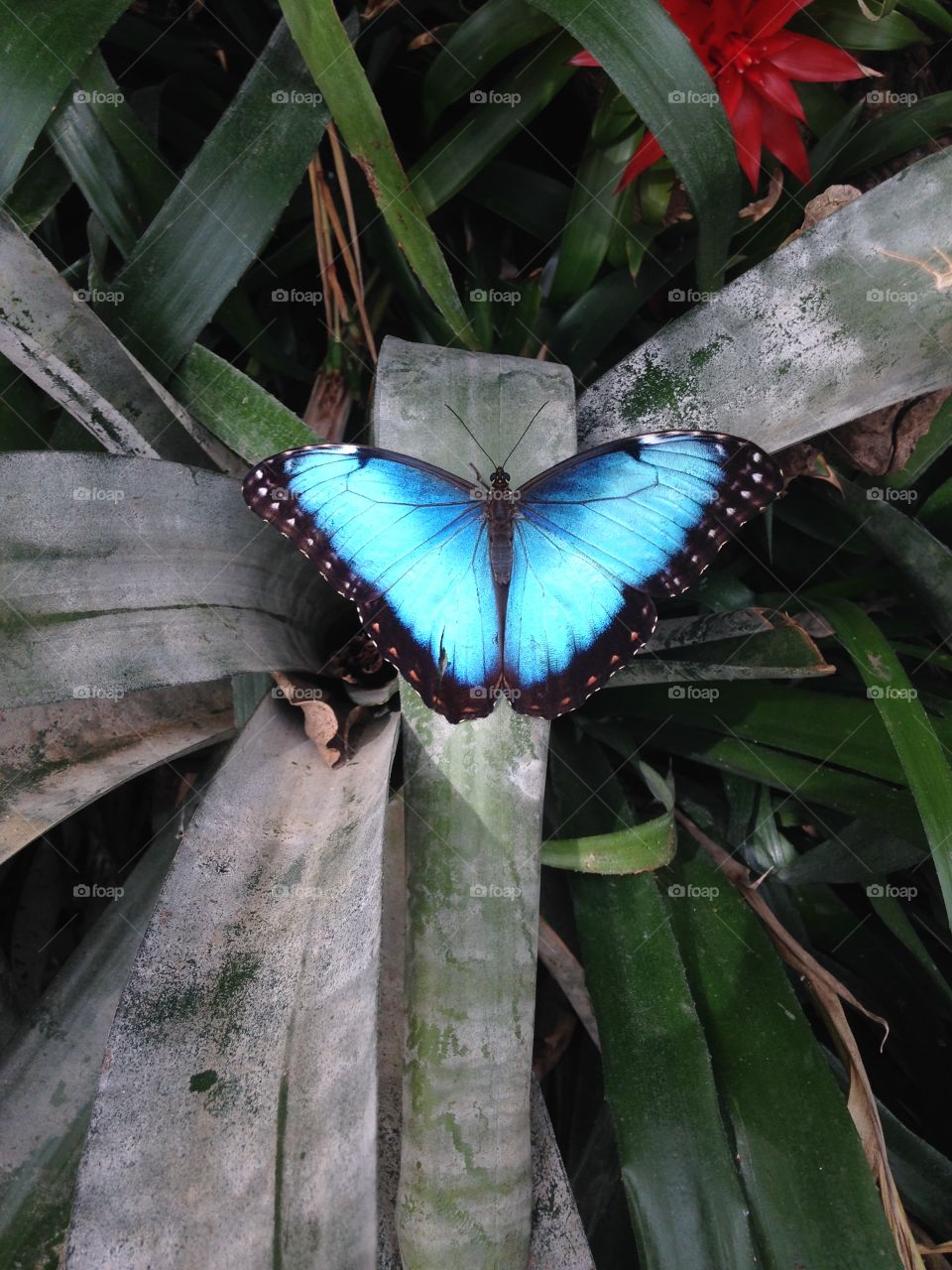 Butterfly on green leaf