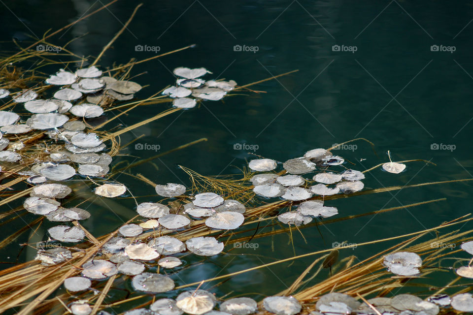 White lilies floating on green water 