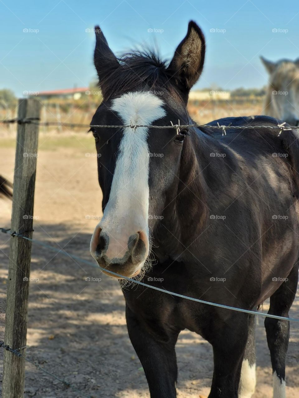 el caballo