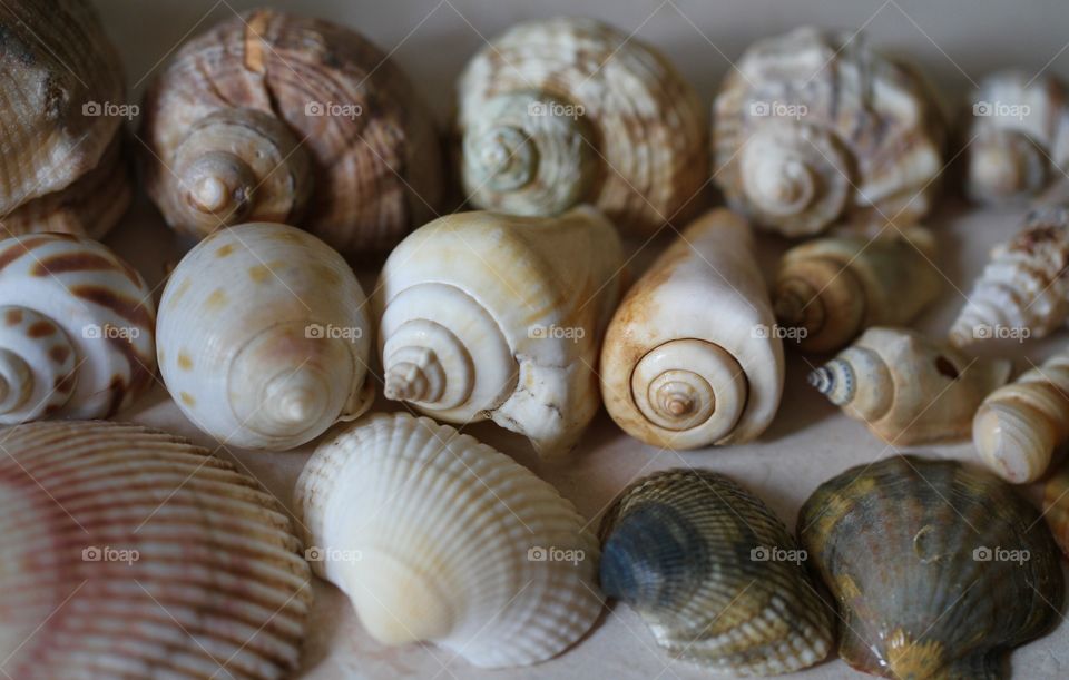 Variety of sea shells
