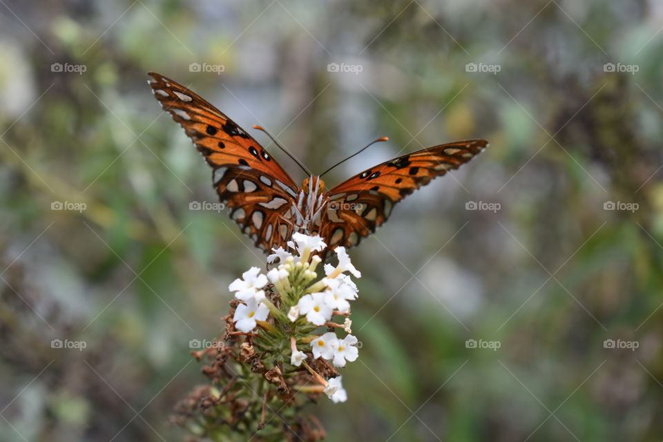 Gulf fritillary butterfly on a white butterfly bush.