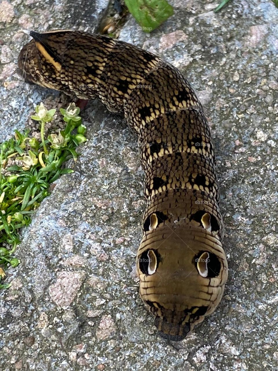 Elephant hawk moth Caterpillar