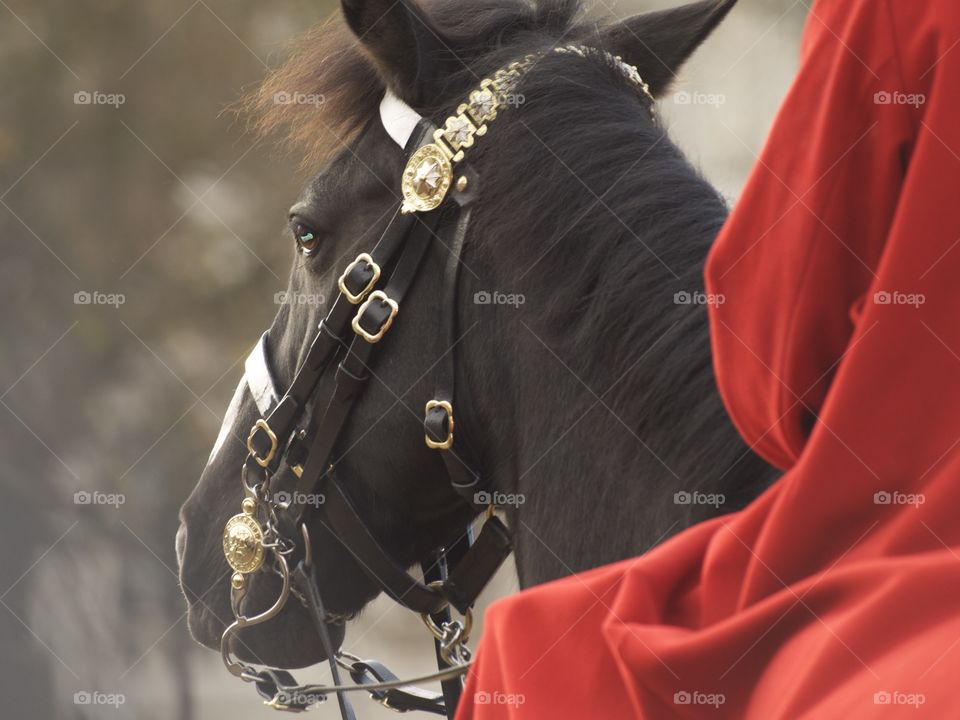 A guard sitting on royal black horse