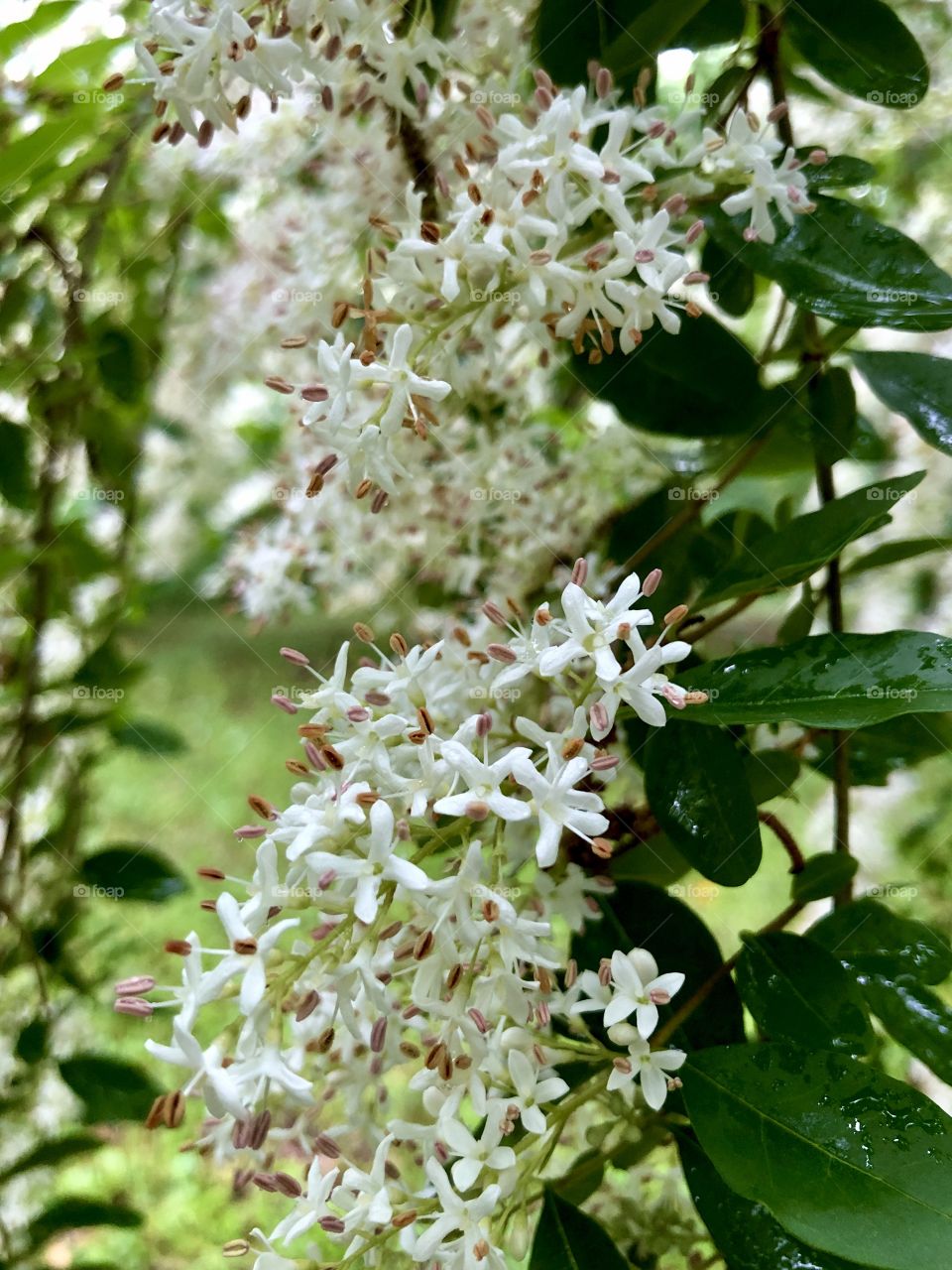 Closeup of white flowering shrub after spring rain 