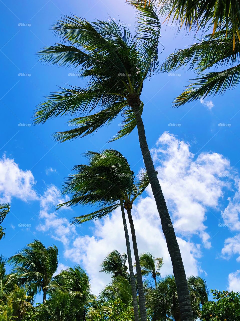 Windy palm trees