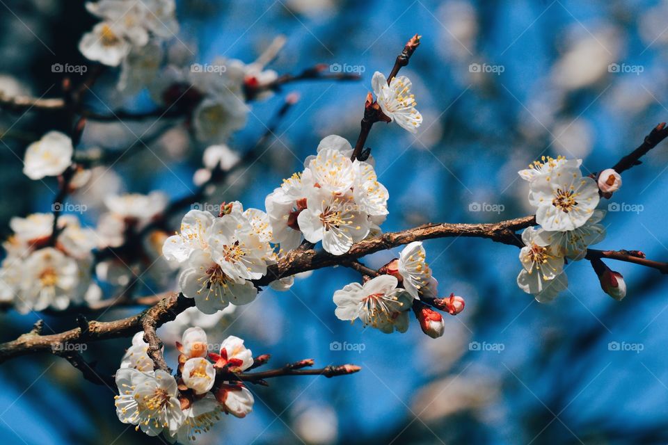 Spring bloom...