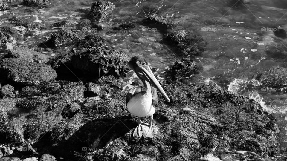 Galveston brown pelican setting near the water on some rocks. Done in black and white 
