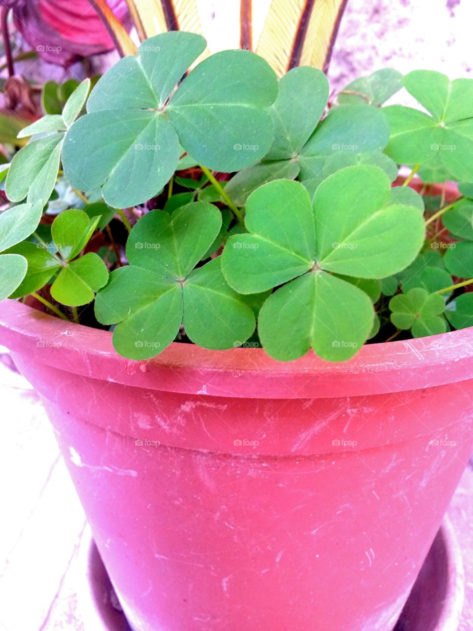 Close-up of plant