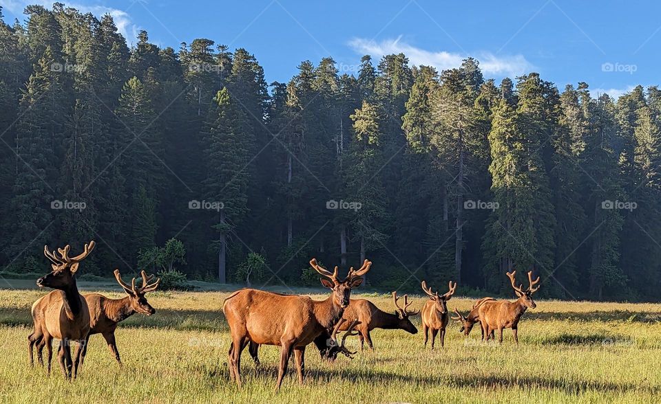 Roosevelt Elk herd grazing in redwood national park forest animals large game fuzzy antlers