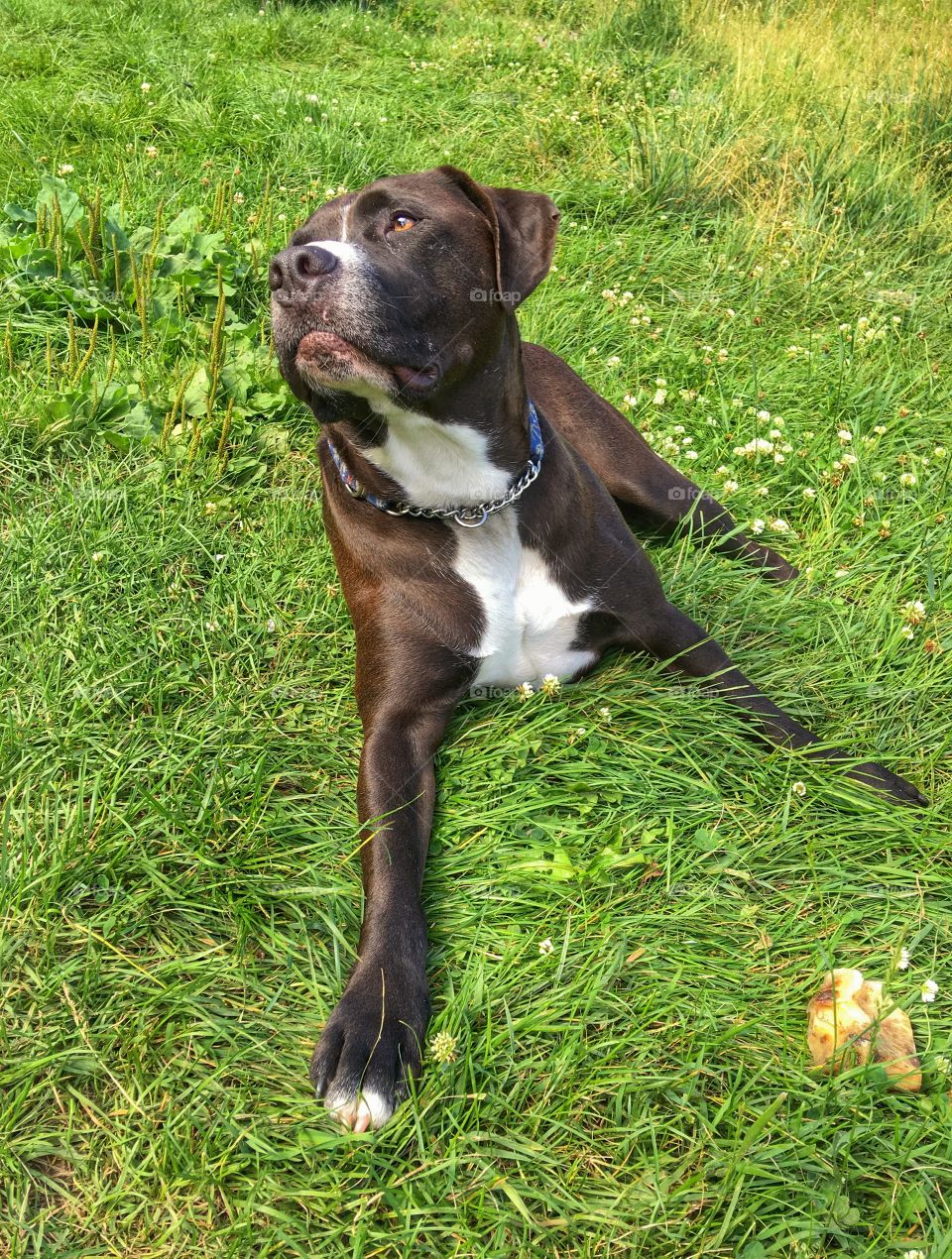 Dog resting on grassy field