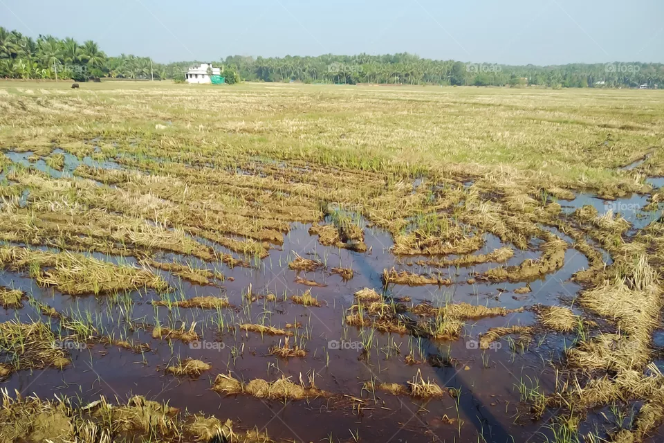 Agriculture Field, Kerala India