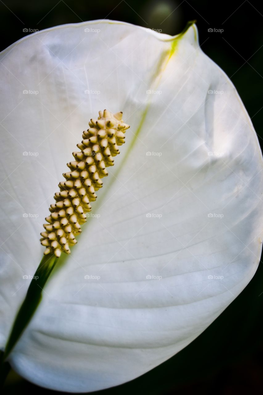 Peace lily, up close.