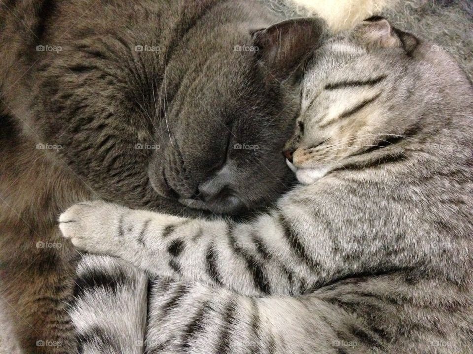 two cute cats sleeping