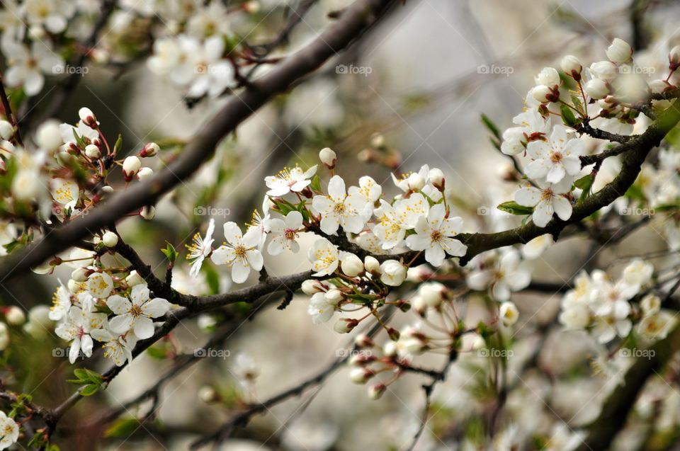 Cherry, Flower, Apple, Tree, Branch