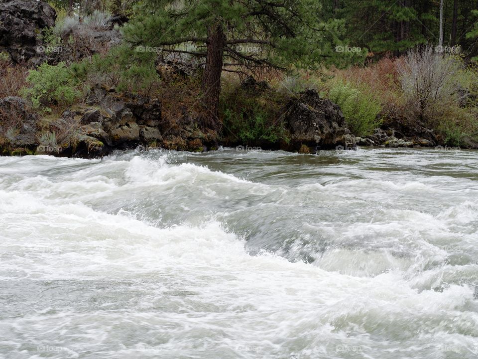 Whitewater on the Deschutes River at Lava Island on a spring day as the deciduous trees on the bank grow fresh new leaves to join the green of the ponderosa pine trees. 