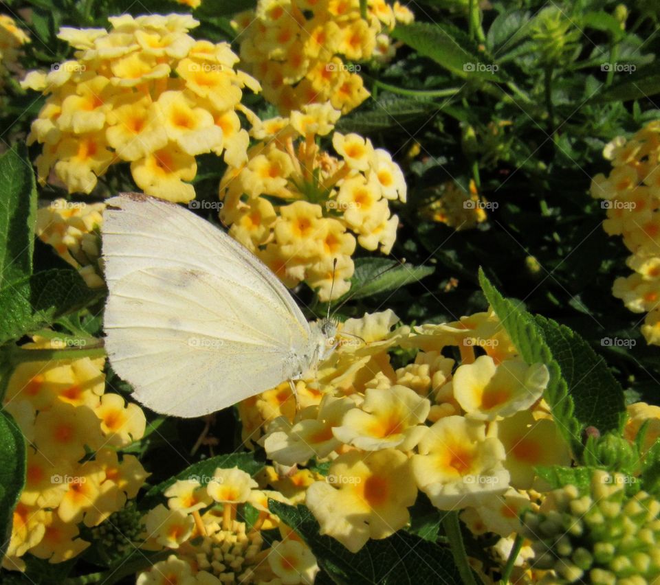 Butterfly resting among the garden flowers.