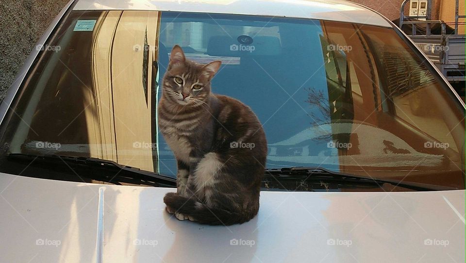 Beautiful cat looking at camera.