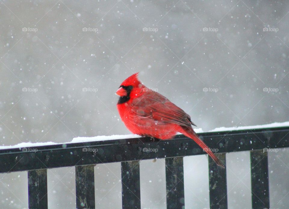 red cardinal on our balcony with snow as background