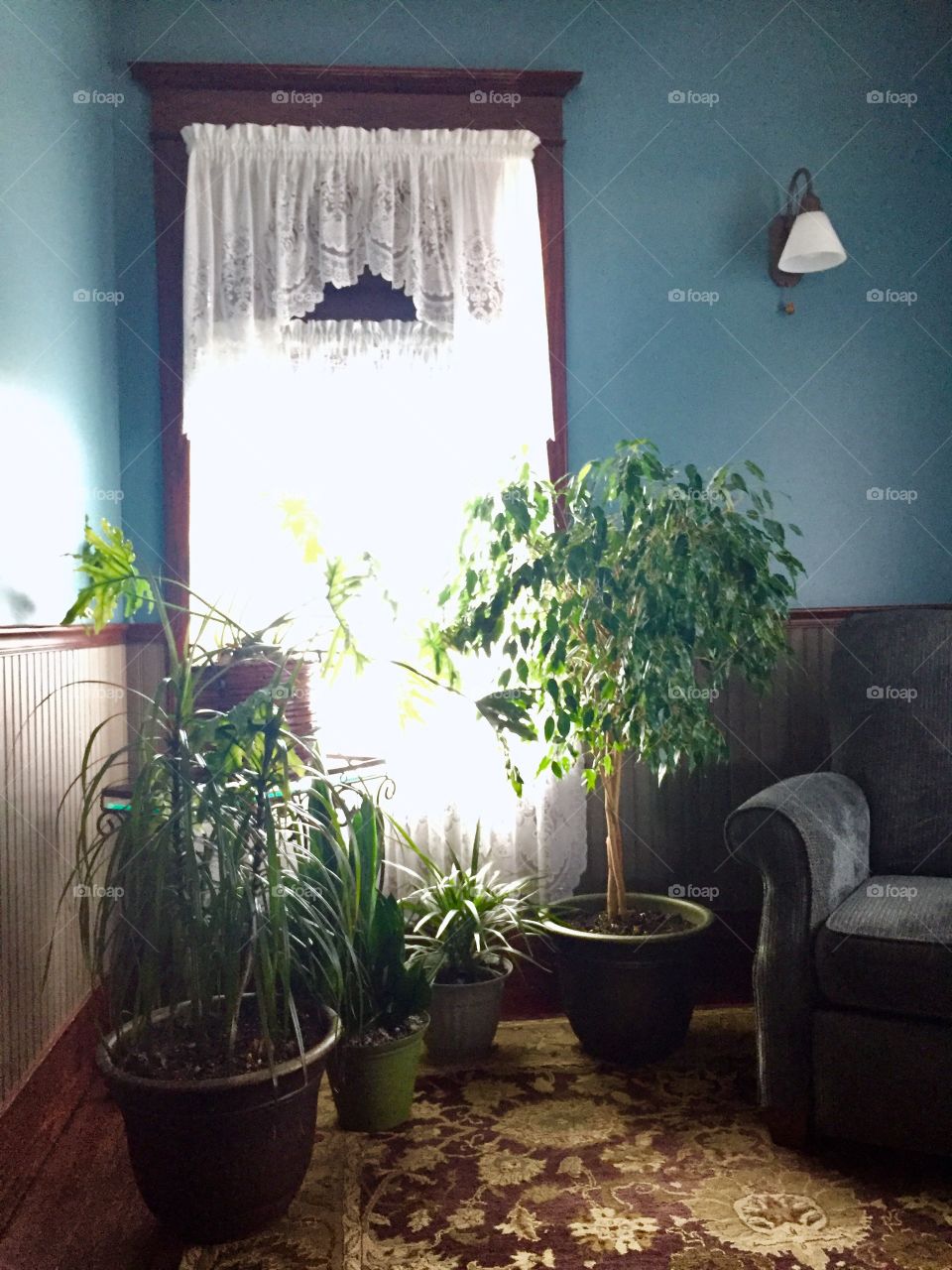 Houseplants 