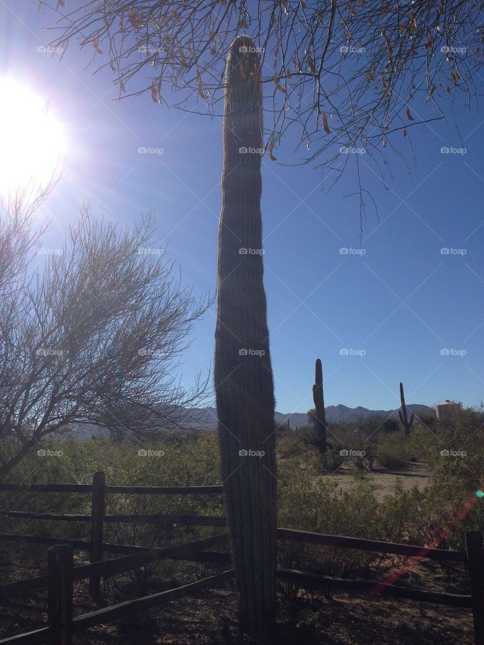 Tall Cactus