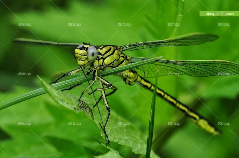 dragonfly army