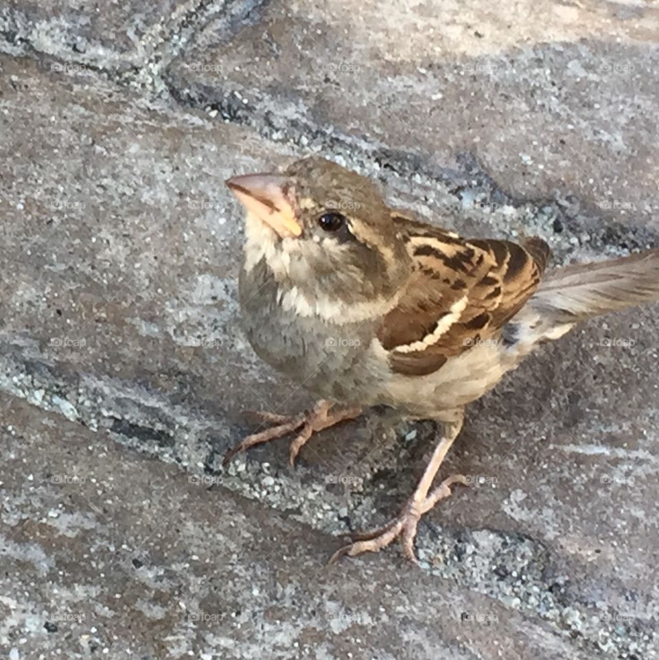 Sparrow 