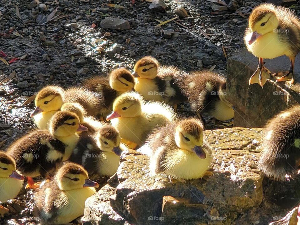 Ducklings on rocks