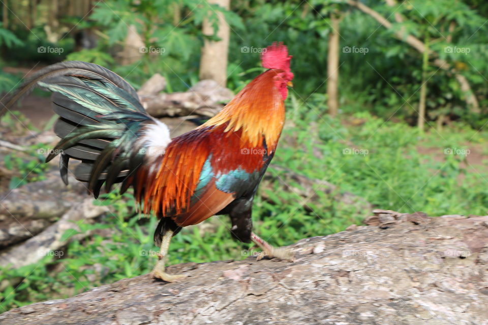 Rooster walking proudly, its colourful feathers shining on a sunny morning 