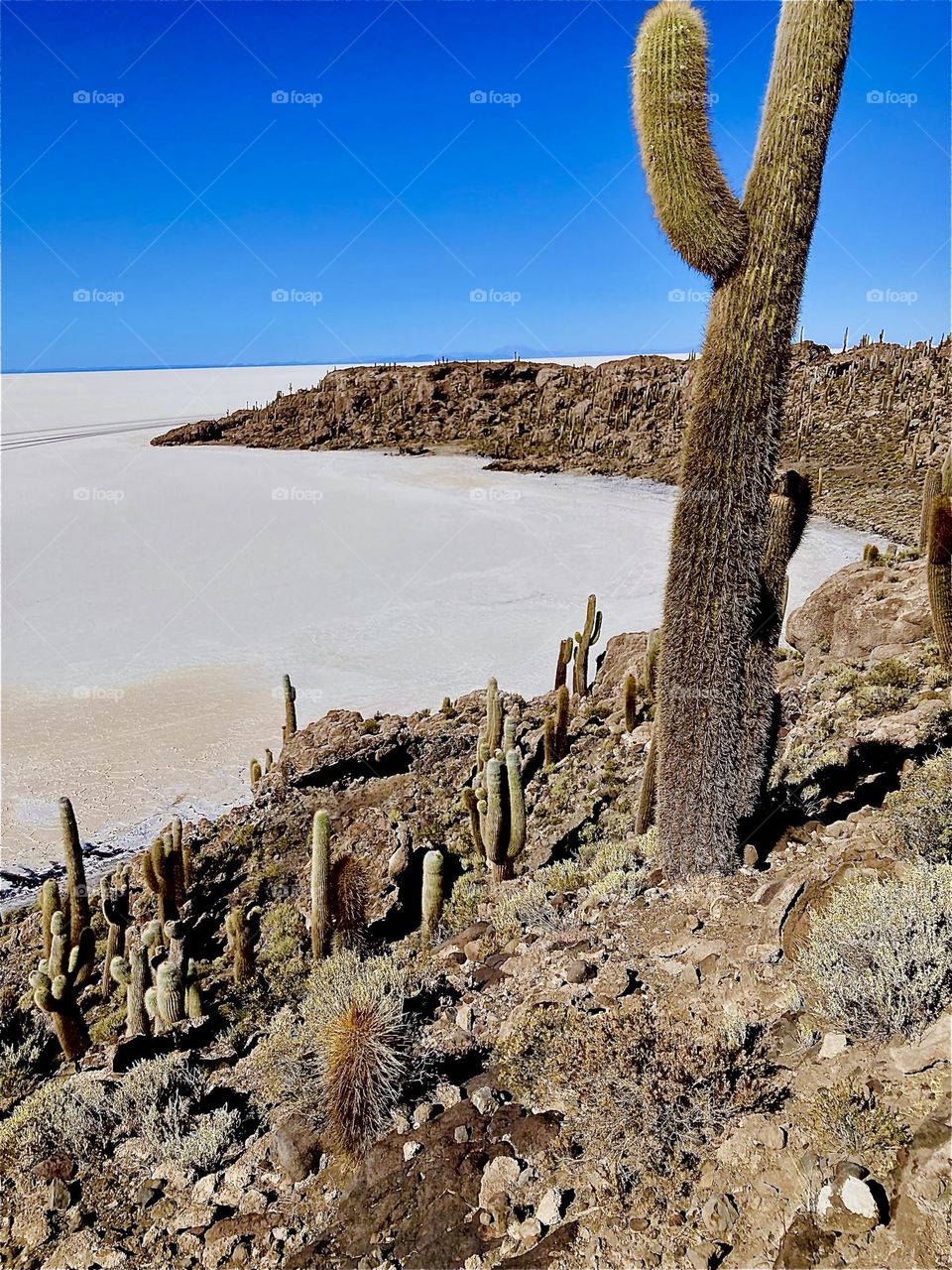 Cactuses grow on the outskirts of the “Uyuni Salt Flats” in “Bolivia”, South America or on the “Isla Incahuasi”, a former island in its center. Some cactuses grow as much as 10 meters tall. 2022. Hypnotic Productions
