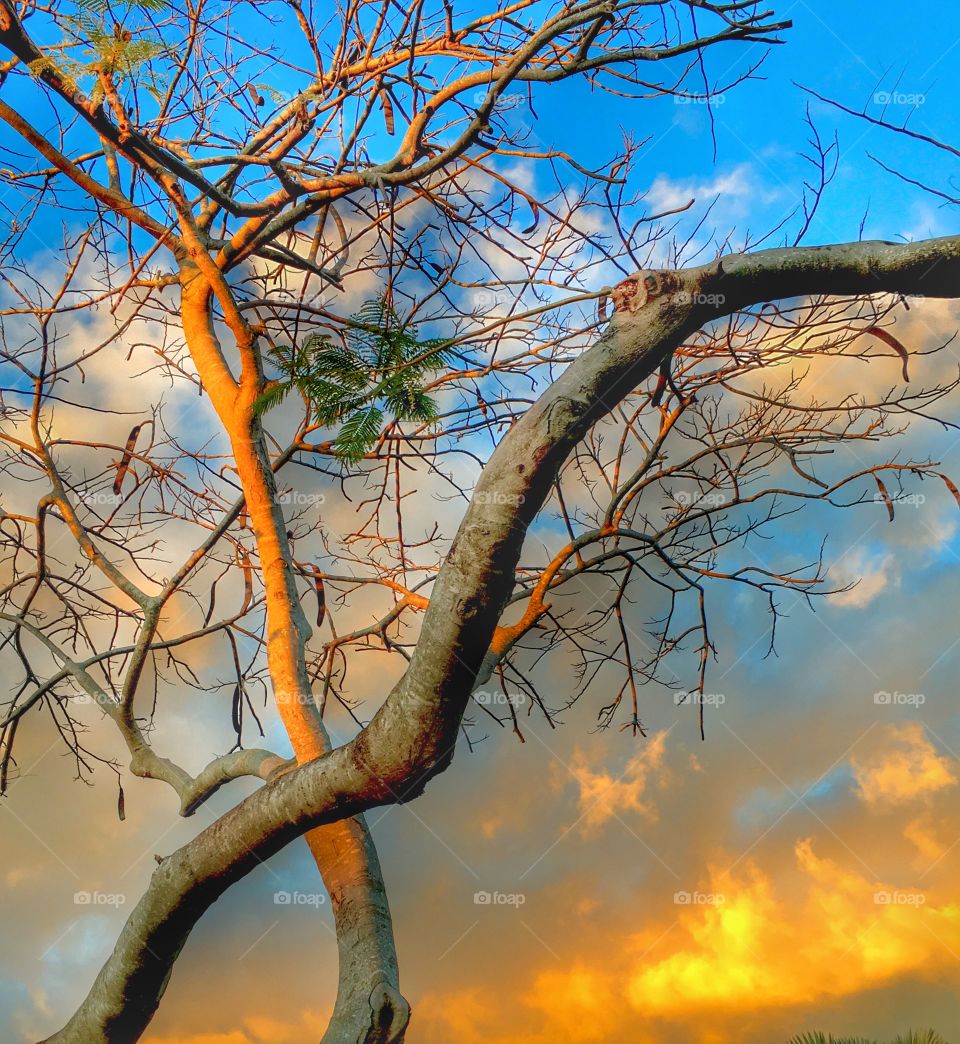 View of tree branches at dusk