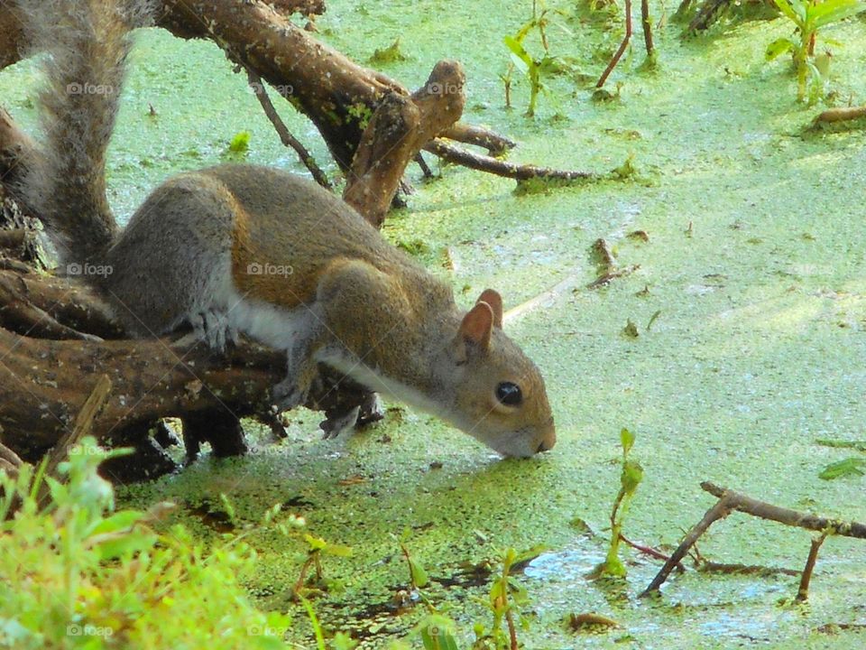 A squirrel is getting a drink of water in the lake at Lake Lily Park in Maitland, Florida.