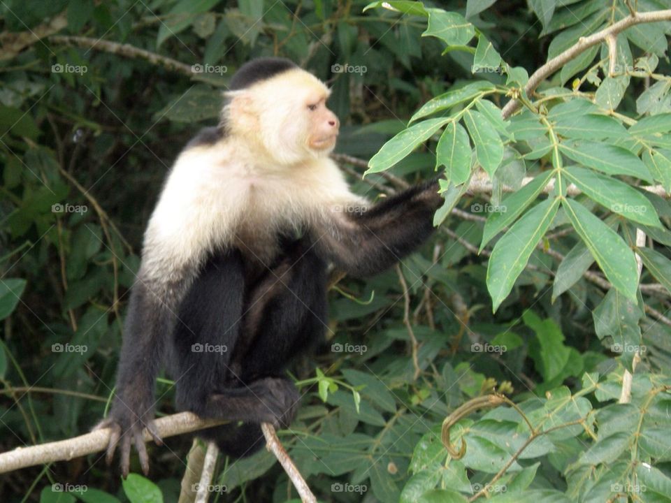 White headed capuchin monkey