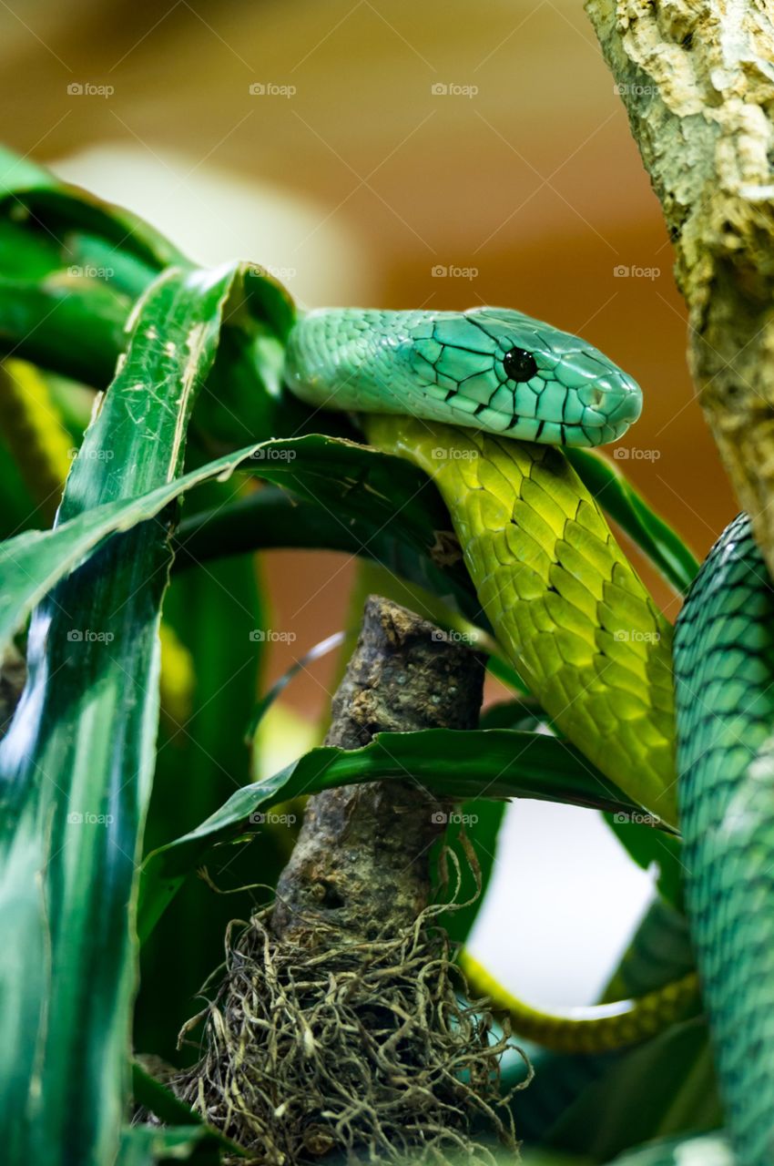 Green Mamba snake 