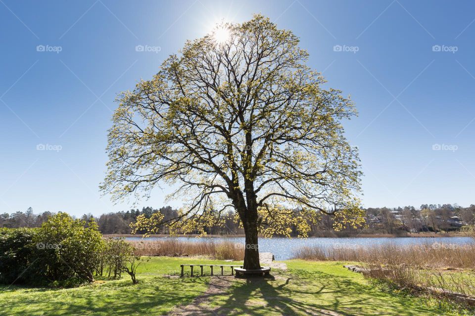 Sun shining from a clear blue sky through a beautiful tree with green leaves on a sunny day in spring 