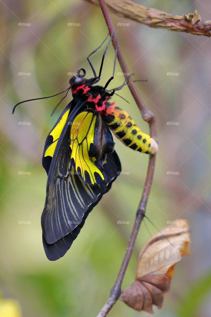 Beautiful and colourful butterfly