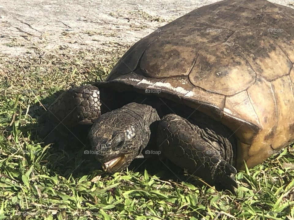 Florida Gopher Tortoise