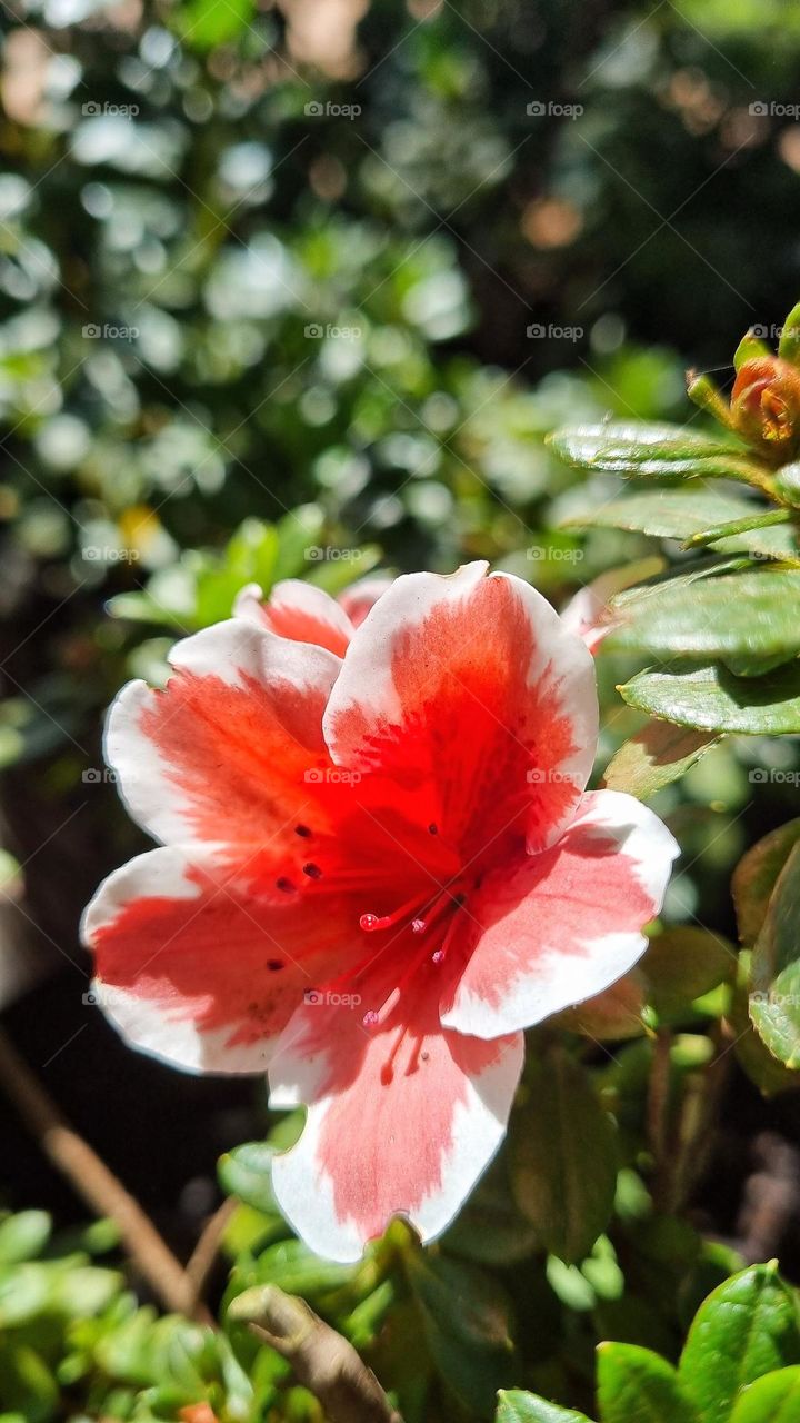 beautiful red and white flower