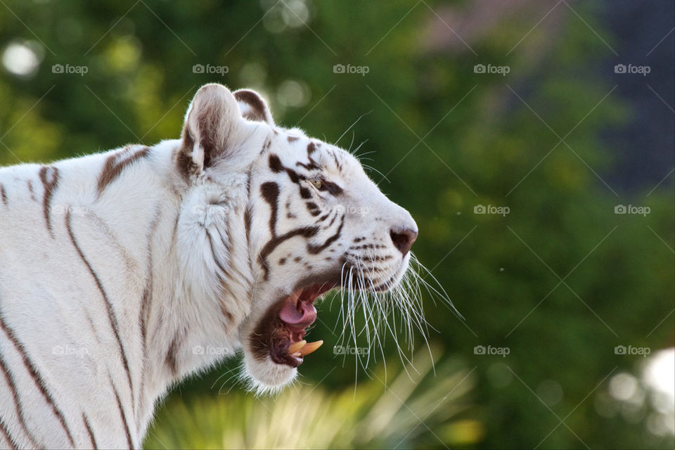 Close-up of white tiger yawning