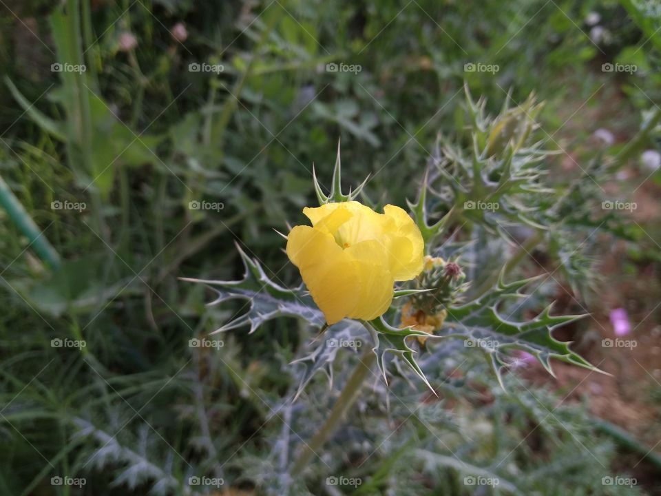 yellow flower