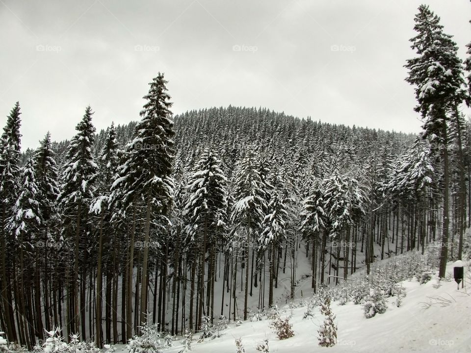 woods covered by snow during winter. Slovakia