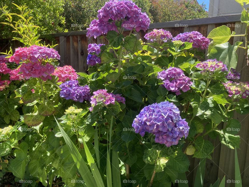 Pink and purple hydrangeas 