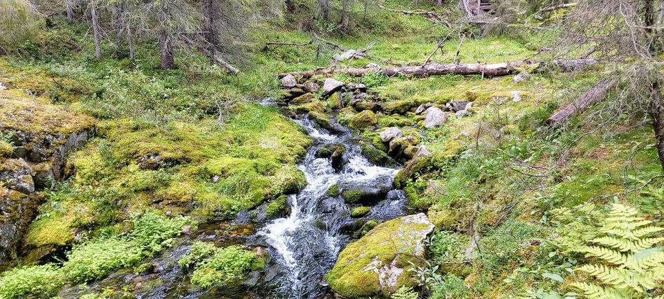 Pallas-Yllästunturi nationalpark, Lapland, Finland