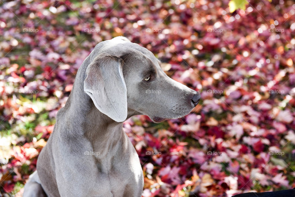 Profile of a Weimaraner dog outdoors against a pile of bright red autumn leaves