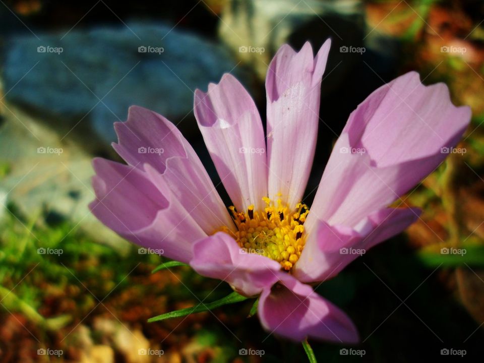 flowers yellow pollen flower by jmh