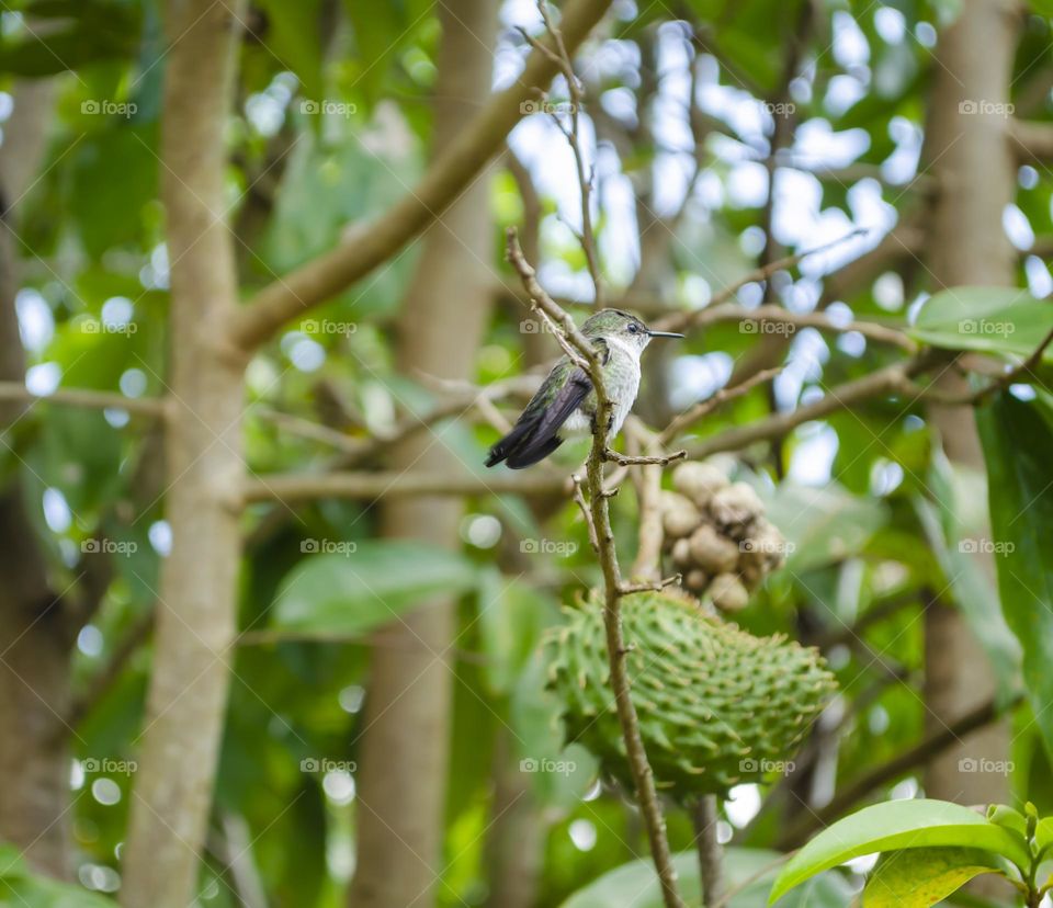 Doctor Bird In Soursop Tree