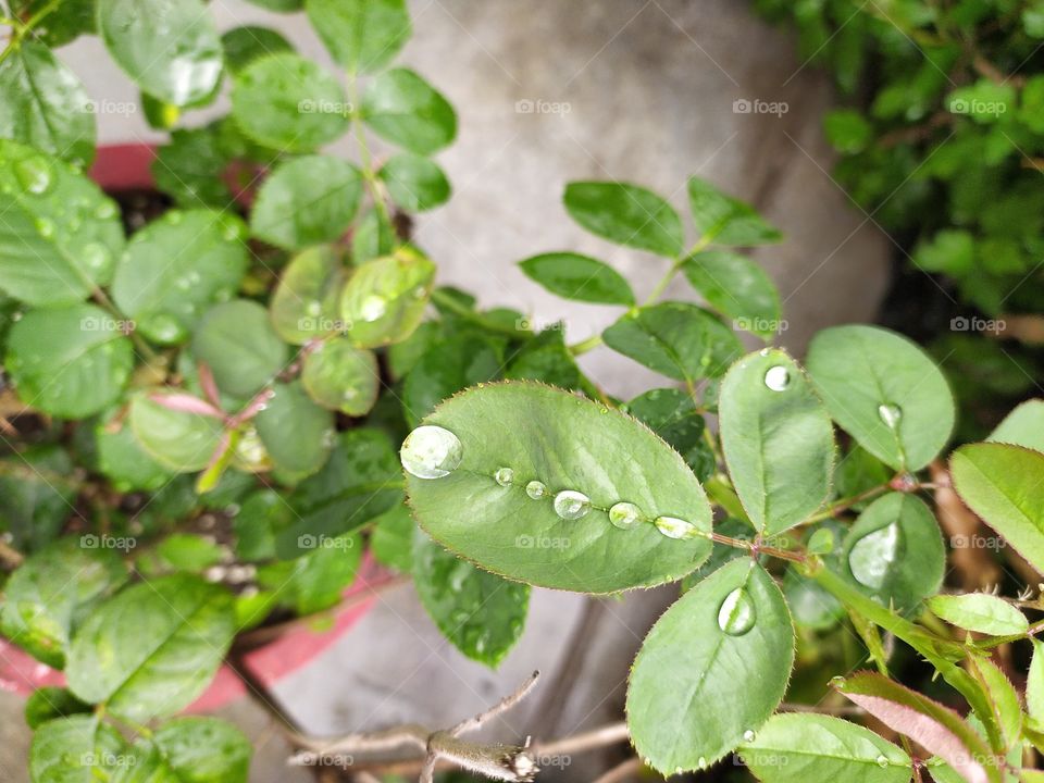 Raindrops of early monsoon showers resting on the leaves