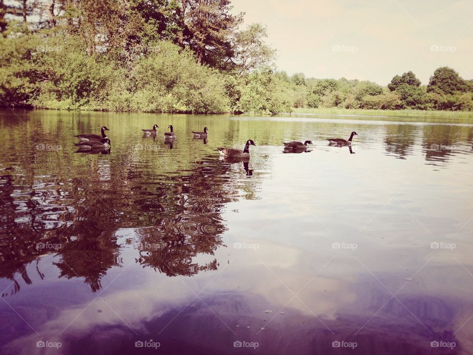 Ducks at the lake cuerden valley 