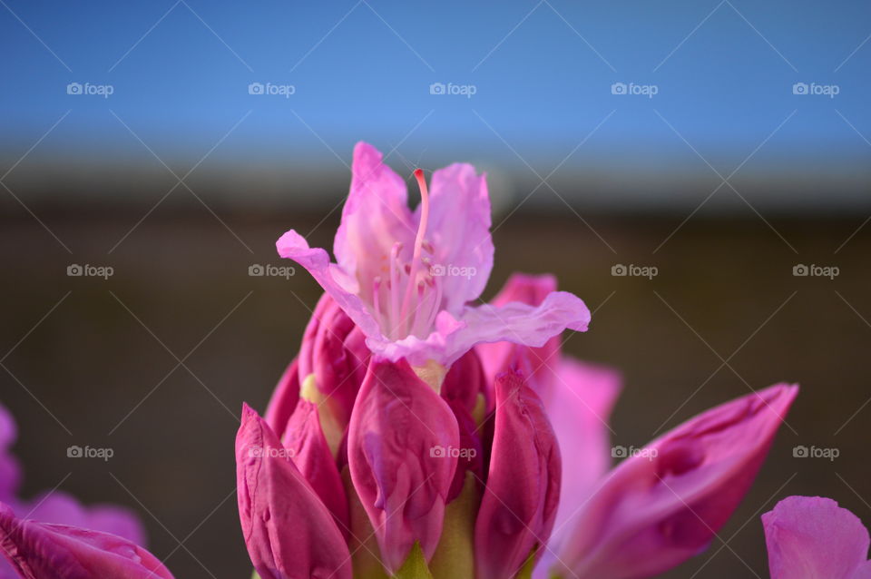 flower in macro