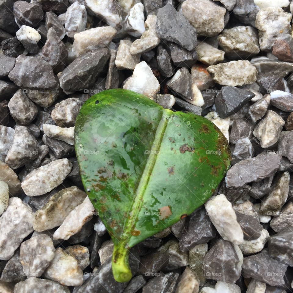 Leaves on floor 